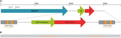 The Cysteine Protease MaOC1, a Prokaryotic Caspase Homolog, Cleaves the Antitoxin of a Type II Toxin-Antitoxin System